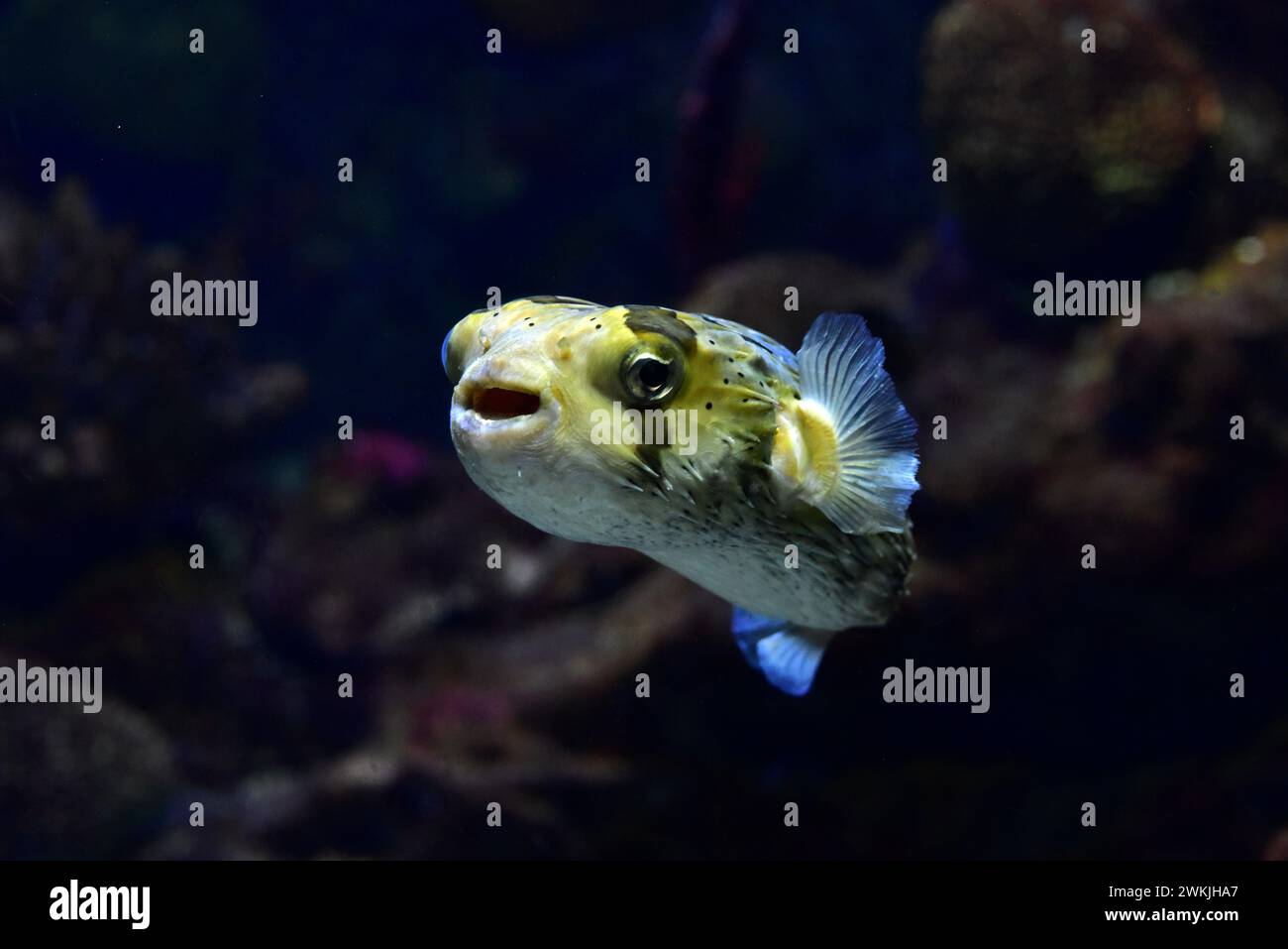 Le porc-épic à épine longue (Diodon holocanthus) est un poisson marin tropical. Banque D'Images