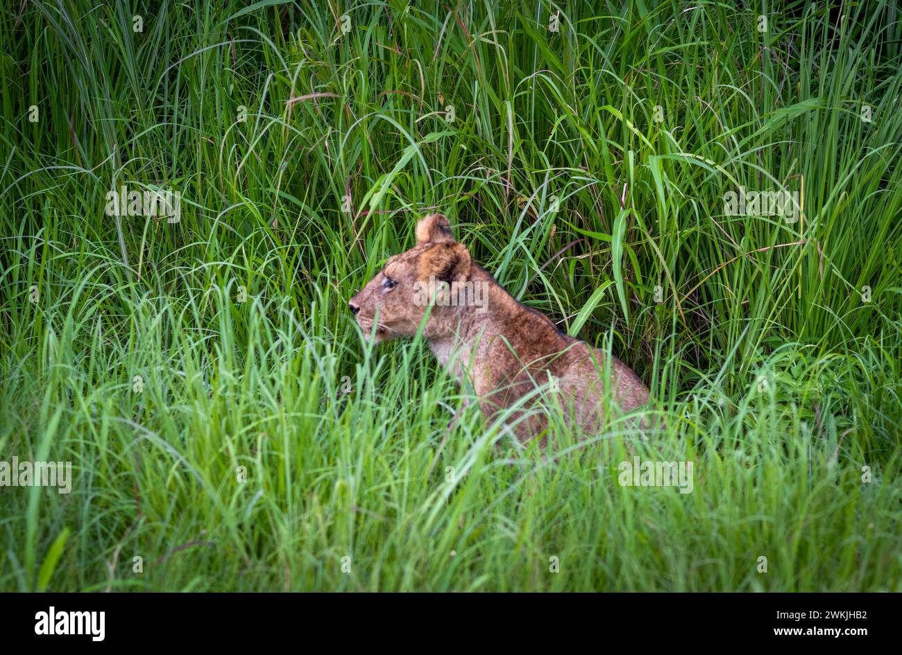 Un jeune lion (Panthera leo) en herbe longue dans le parc national de Mikumi dans le sud de la Tanzanie. Banque D'Images