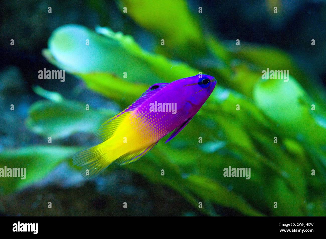 Royal Gramma (Gramma loreto) est un poisson marin planctivore originaire des eaux tropicales de l'ouest de l'océan Atlantique. Banque D'Images