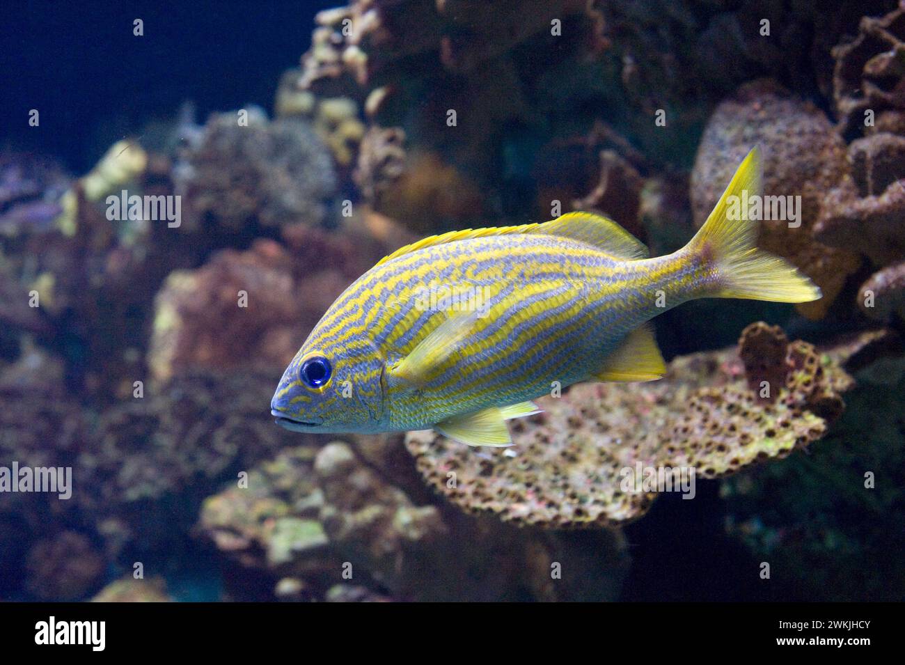 Le gruau français (Haemulon flavolineatum) est un poisson marin carnivore originaire de l'ouest de l'océan Atlantique. Banque D'Images