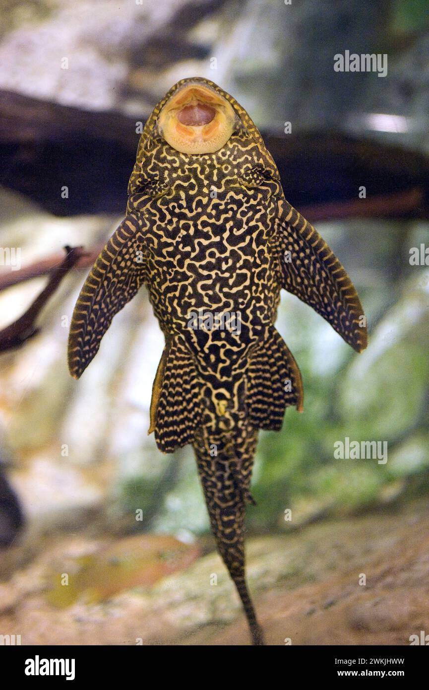 Le poisson-chat à voiliers Orinoco (Pterygoplichthys multiradiatus) est un poisson d'eau douce originaire de la rivière Orinoco. Banque D'Images