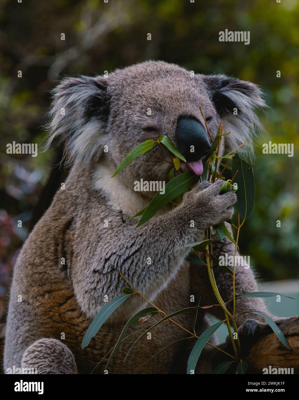 Membre de la tribu Infuego - Philippines | Banaue rizières en terrasses Banque D'Images