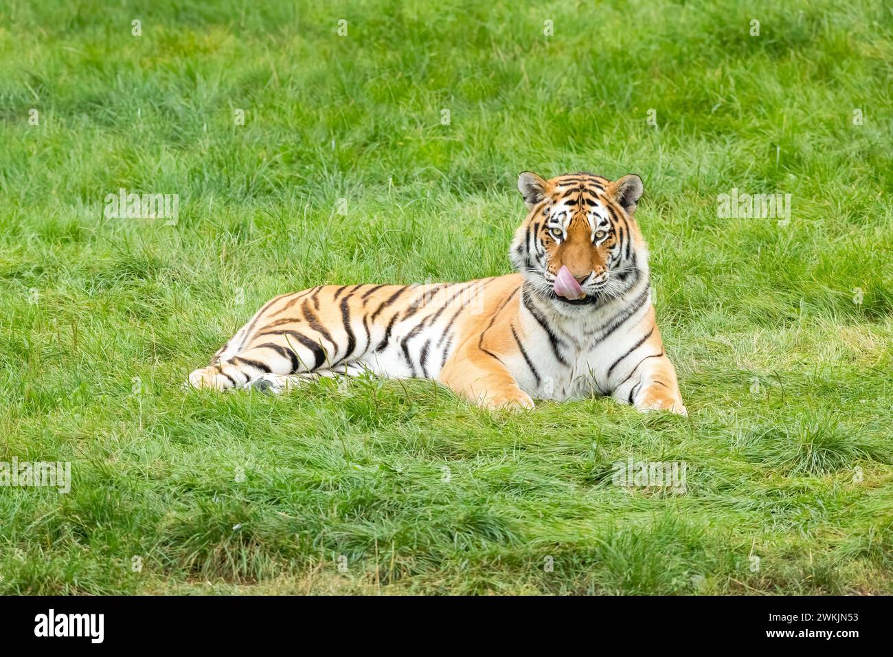 Tigre de l'amour (Panthera tigris Altaica) assis avec la langue dehors Banque D'Images