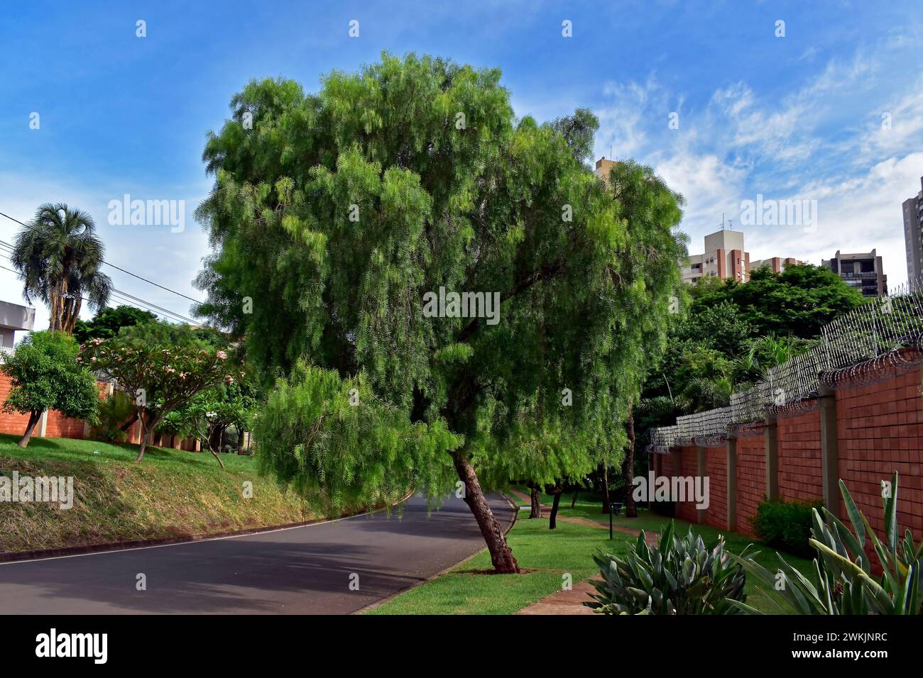 Saule pleureur (Salix babylonica) dans Ribeirao Preto, Sao Paulo, Brésil Banque D'Images