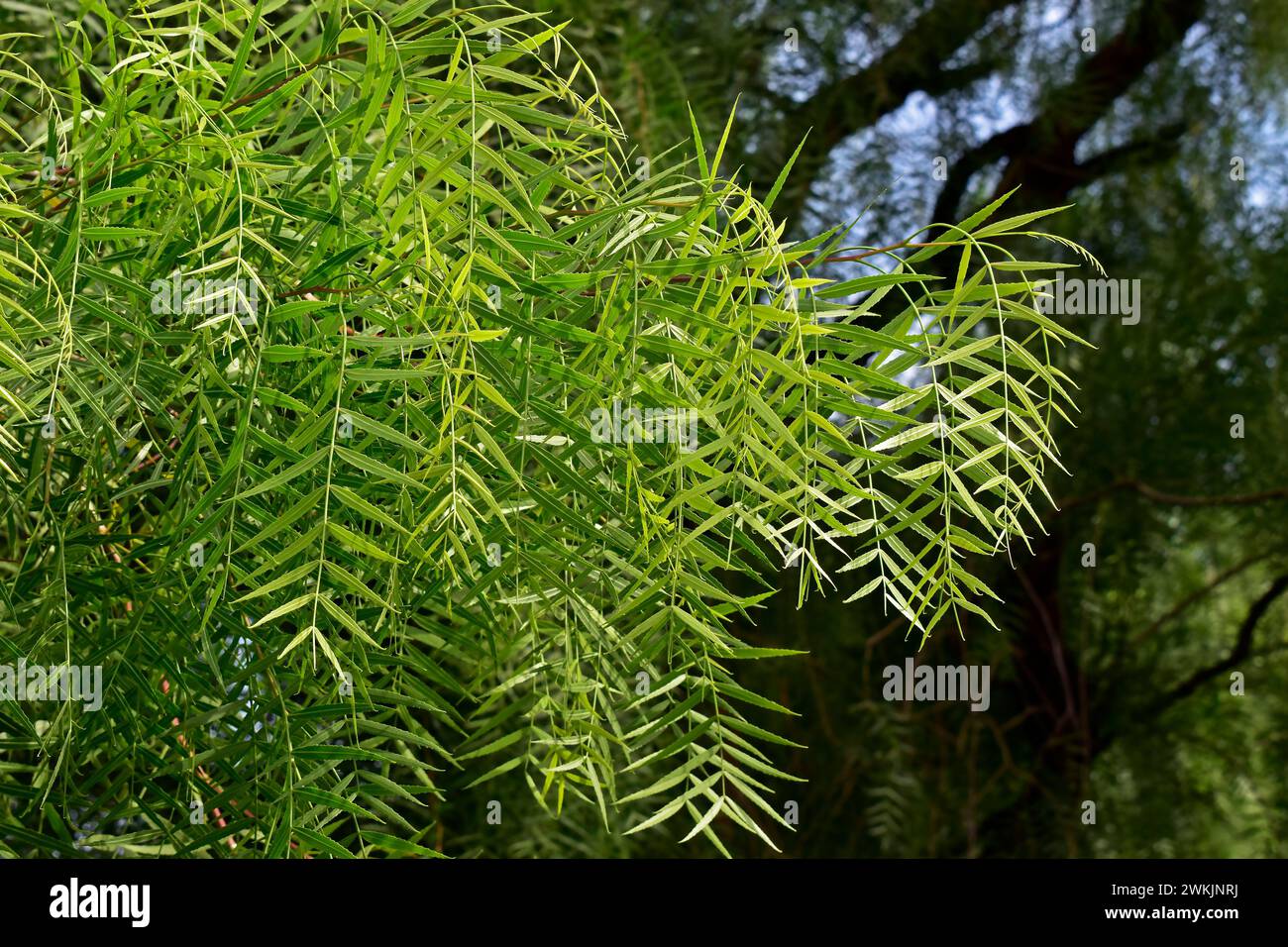 Saule pleureur (Salix babylonica) détail du feuillage Banque D'Images