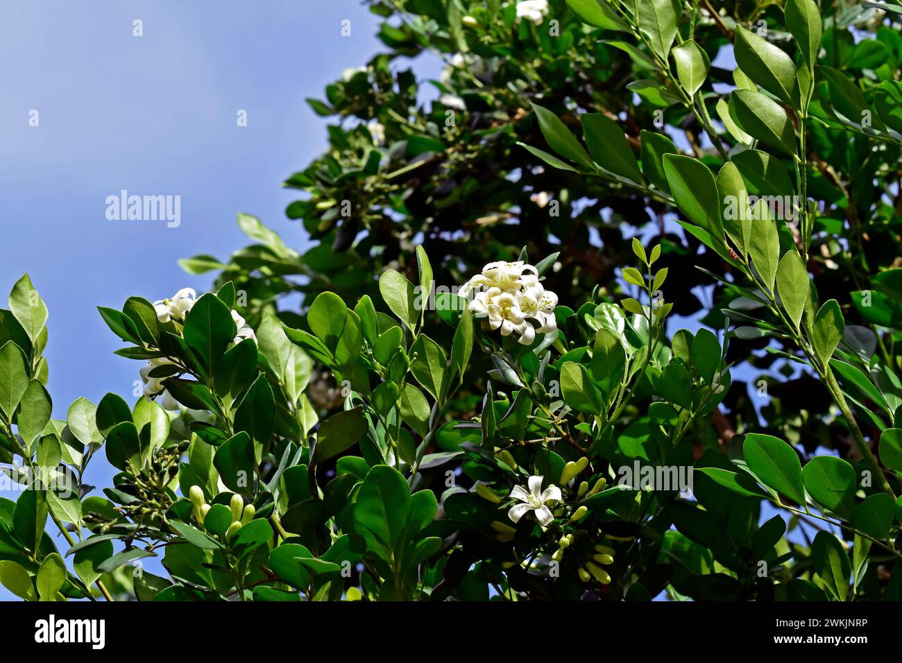 Fleurs de jasmin orange sur arbre (Murraya paniculata) et ciel bleu Banque D'Images