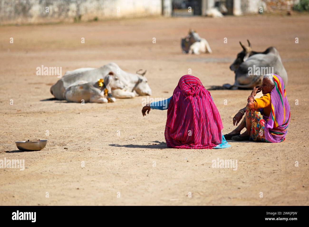 Femmes indiennes discutant sur le sol avec des vaches en arrière-plan, Chittorgarh, Rajasthan, Inde. Banque D'Images