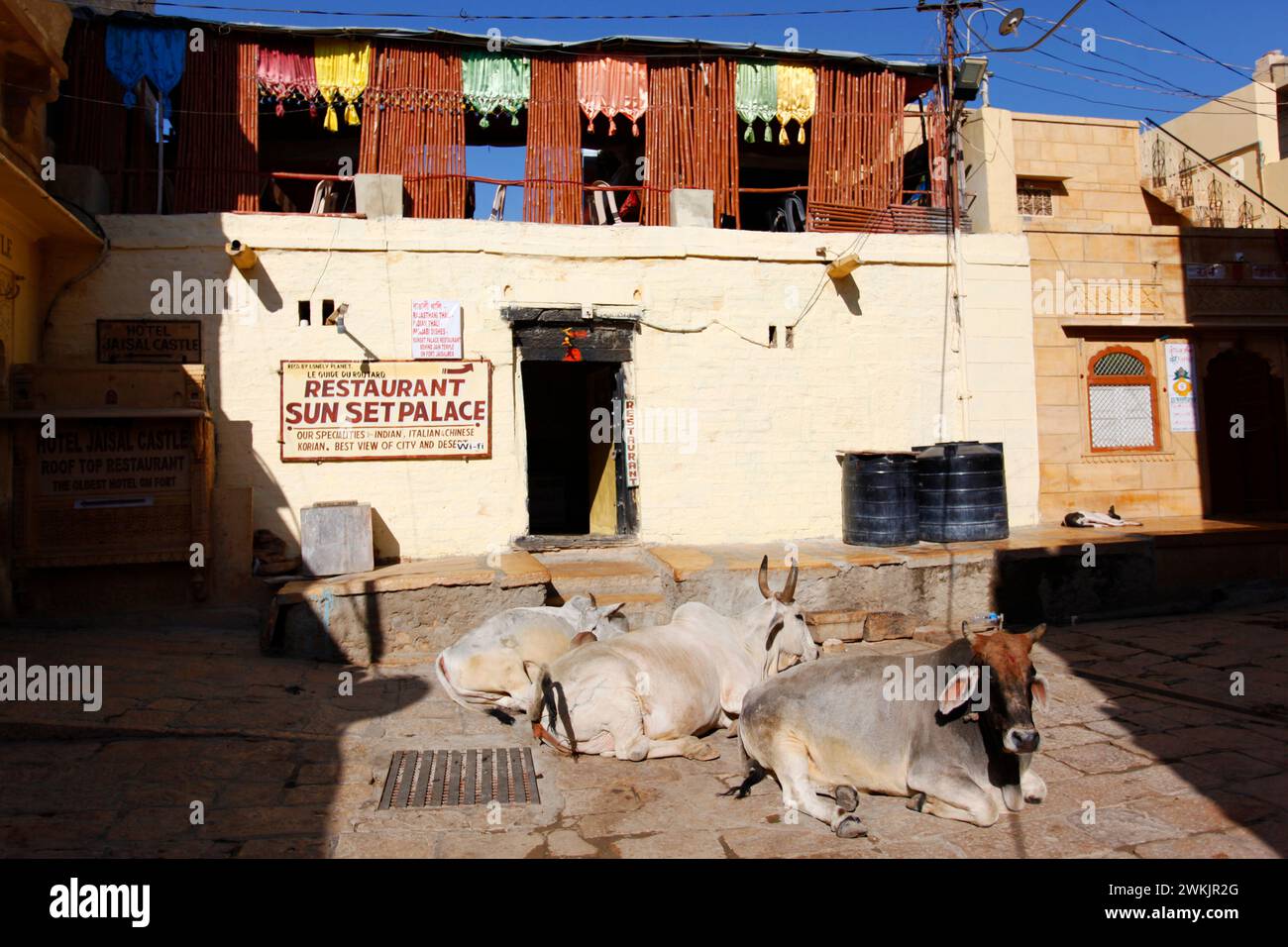 Des vaches indiennes devant le restaurant 'Sunset Palace' au fort de Jaisalmer, Rajasthan, Inde. Banque D'Images