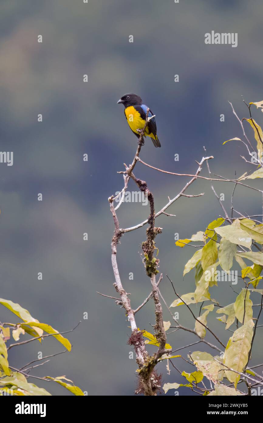 Tanager noir et or pris en Colombie Amérique du Sud Banque D'Images