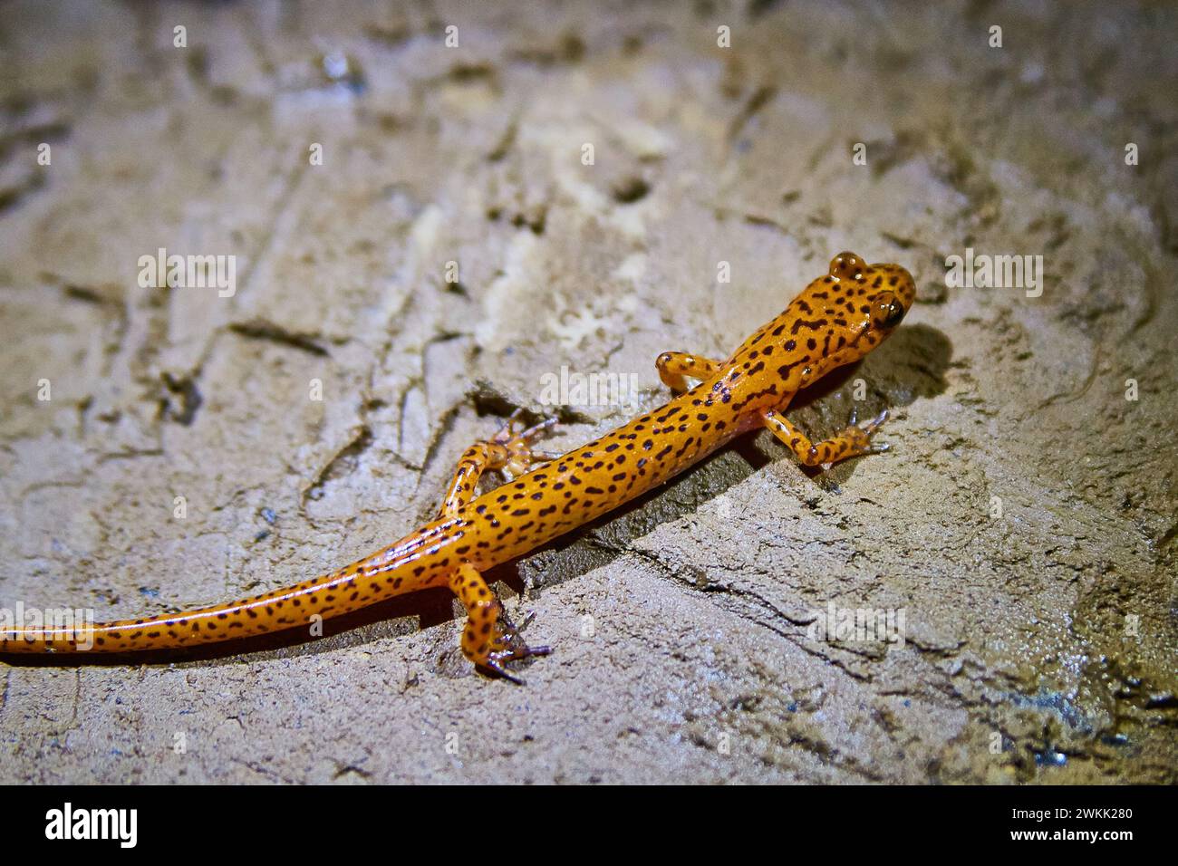 Salamandre orangée à pois dans l'habitat naturel, vue rapprochée Banque D'Images