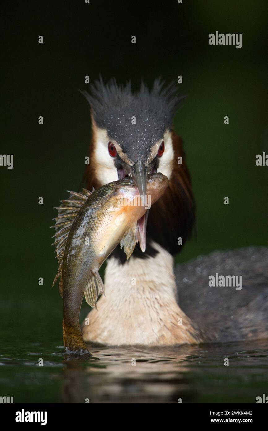 Great Crested Grebe ( Podiceps cristatus ) présentant sa proie, avec des poissons chassés (bar), chasseur à succès, faune, Europe. Banque D'Images