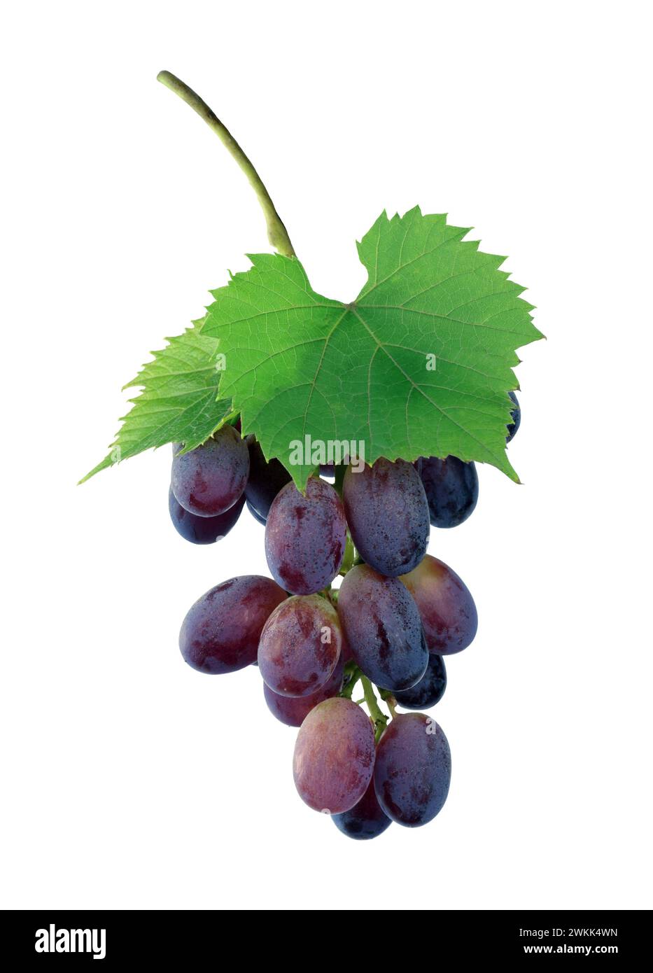 Grappe de raisins avec une feuille de raisin isolée sur un fond blanc. Baies. Fruits. Élément de conception pour étiquettes de vin ou de jus, viticulture et viniculture Banque D'Images