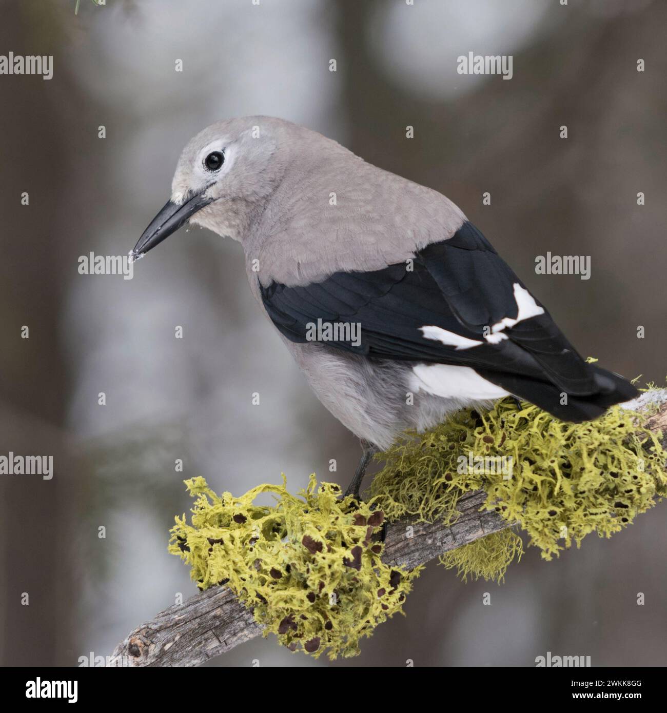 Casse-noisette de Clark ( Nucifraga columbiana ) en hiver, dans un environnement naturel, belle vue arrière, faune, parc national de Yellowstone, Wyoming, États-Unis. Banque D'Images