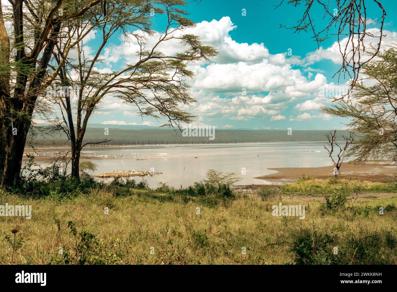 Vue panoramique des paysages sur les rives du lac Nakuru dans le parc national du lac Nakuru au Kenya Banque D'Images