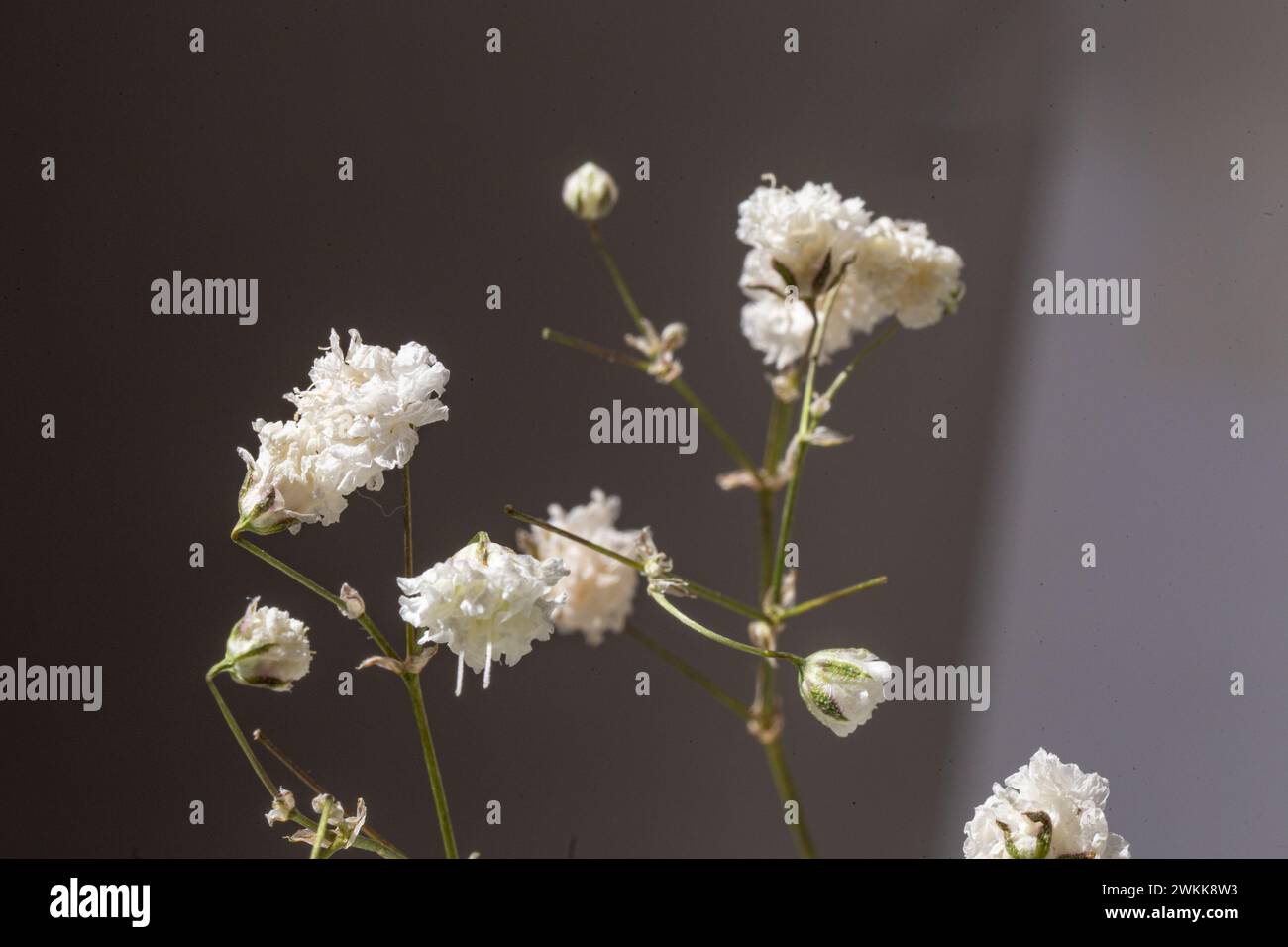 La fleur délicate et aérée ajoute une touche d'élégance à toute occasion. Parfait pour les mariages, les fêtes ou tout simplement comme ça. Banque D'Images