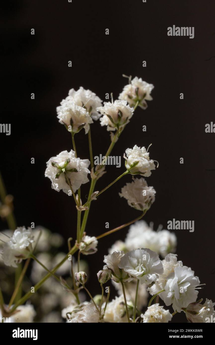 La fleur délicate et aérée ajoute une touche d'élégance à toute occasion. Parfait pour les mariages, les fêtes ou tout simplement comme ça. Banque D'Images