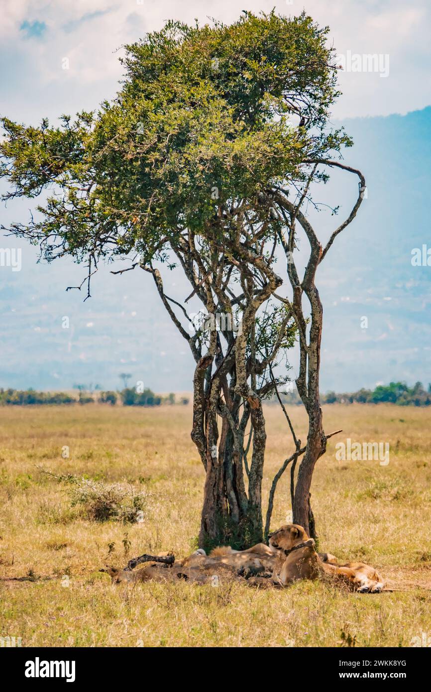 Une fierté de lions dormant sous un arbre dans le parc national du lac Nakuru au Kenya Banque D'Images