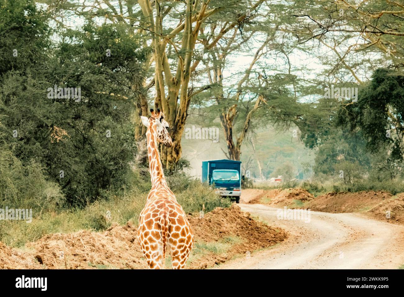 Une girafe Rothschild paissant dans les paysages de prairies de savane du parc national du lac Nakuru au Kenya Banque D'Images