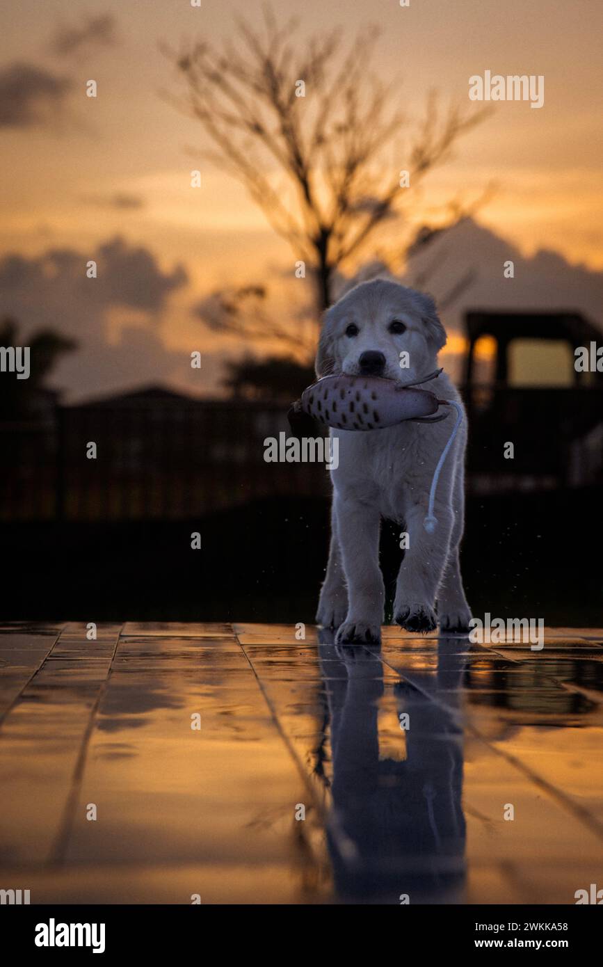 Un chiot Golden retriever portant un jouet debout sur un sol carrelé, tenant sa tête Banque D'Images