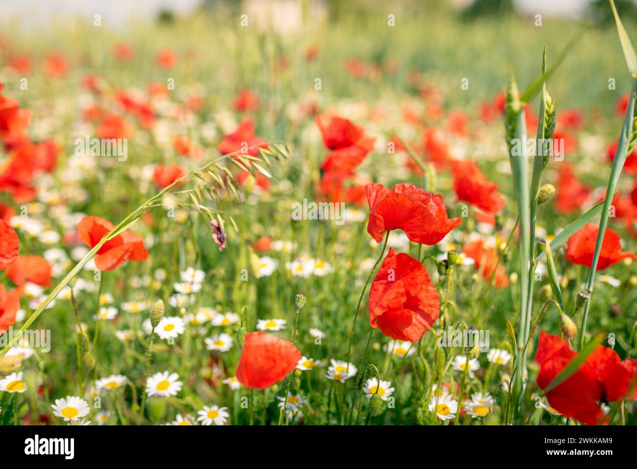 Mer de fleurs de fleurs blanches et jaunes de camomille inodore, entre les coquelicots rouges. La photo rayonne de l'énergie positive et est très décorative wh Banque D'Images