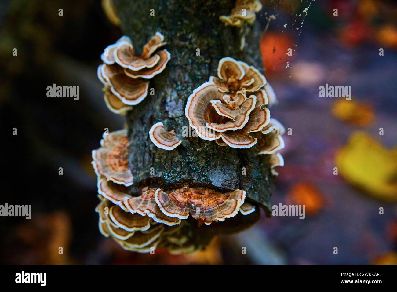 Automne champignons sauvages sur l'écorce d'arbre avec mousse, gros plan de la forêt Banque D'Images