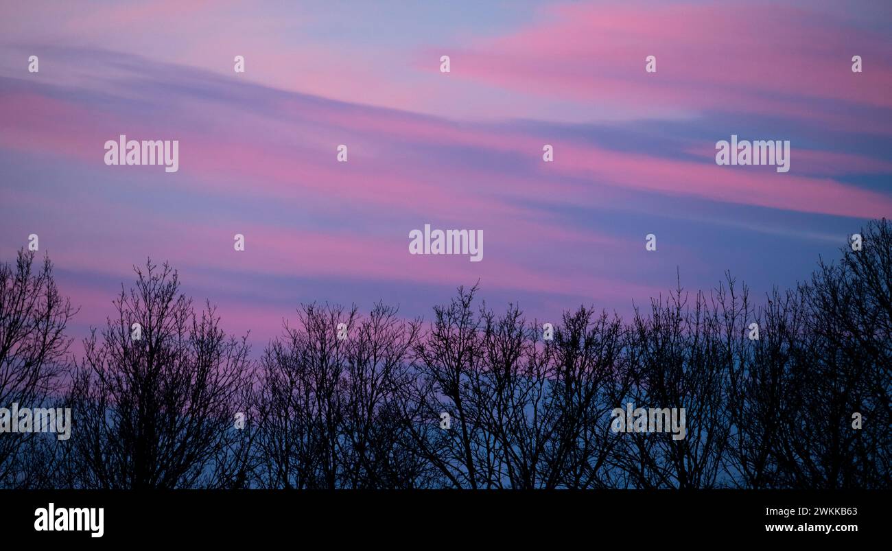 Au milieu d'une toile de crépuscule violet, les arbres se dressent comme des gardiens sous les nuages tourbillonnants, murmurant des secrets au ciel du soir. Banque D'Images