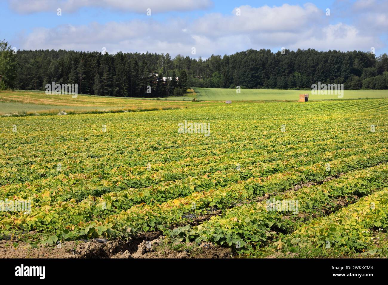 Champ de concombre un jour ensoleillé de juillet dans le sud de la Finlande. Photo naturelle. Banque D'Images