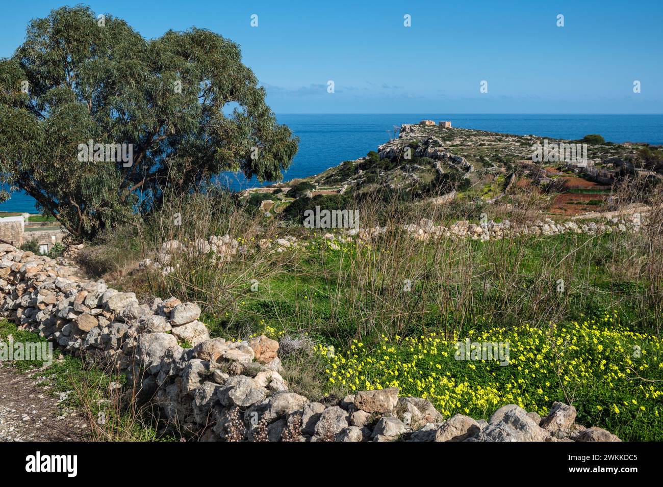 Vue sur la campagne maltaise avec des champs délimités par des murs de pierre sèche vers la tour Ghajn Hadid, Selmun, près de Mellieha, Malte Banque D'Images