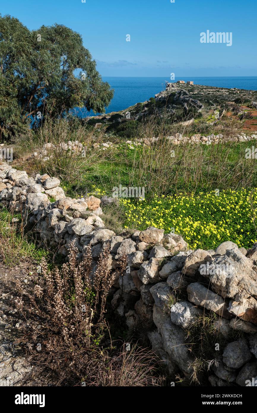 Vue sur la campagne maltaise avec des champs délimités par des murs de pierre sèche vers la tour Ghajn Hadid, Selmun, près de Mellieha, Malte Banque D'Images