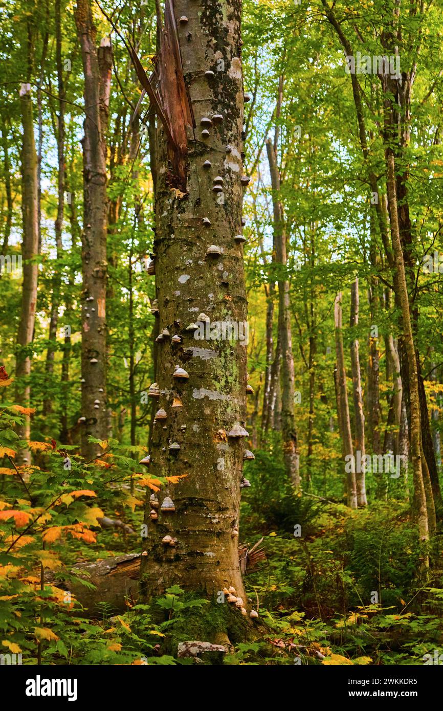 Scène de forêt sereine avec des champignons d'étagère et des feuilles d'automne Banque D'Images
