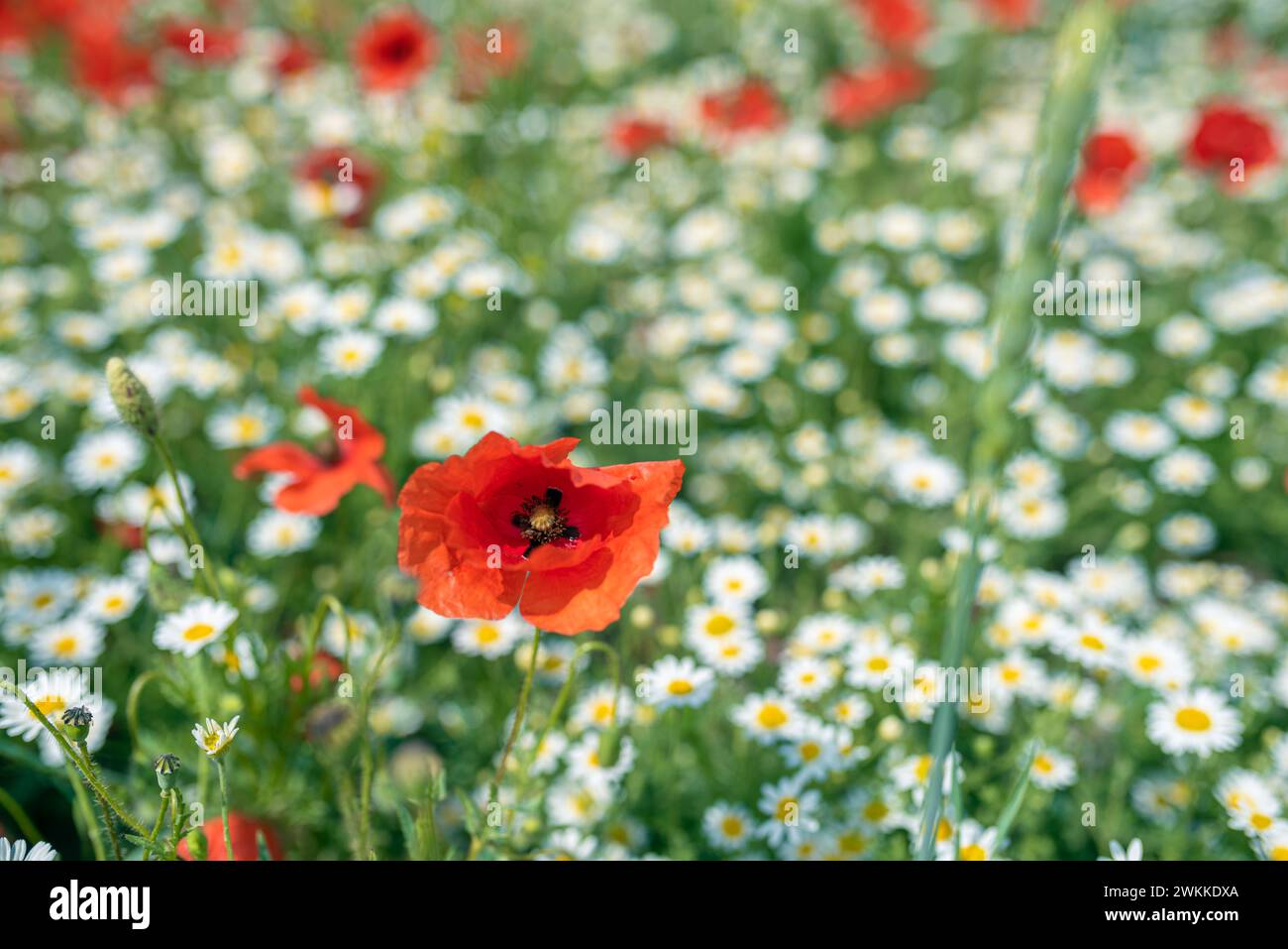 Mer de fleurs de fleurs blanches et jaunes de camomille inodore, entre les coquelicots rouges. La photo rayonne de l'énergie positive et est très décorative wh Banque D'Images