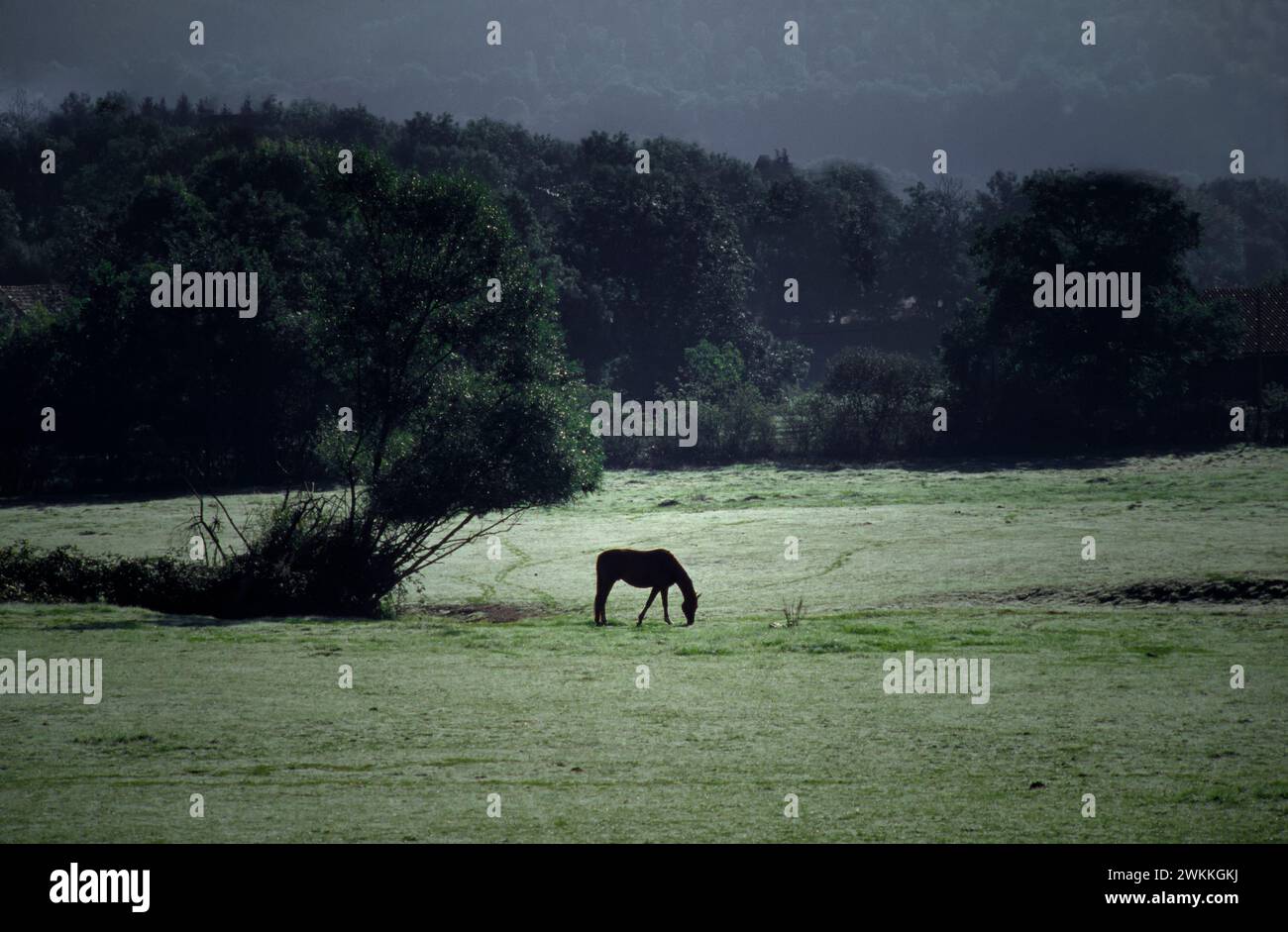 Cheval stationnant sur une prairie, Bourgogne, France, Europe Banque D'Images