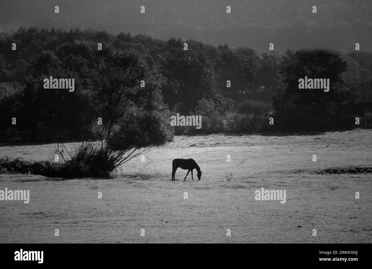 Cheval stationnant sur une prairie, Bourgogne, France, Europe Banque D'Images