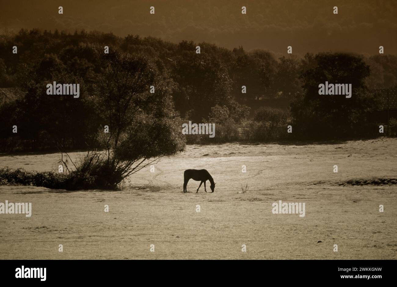 Cheval stationnant sur une prairie, Bourgogne, France, Europe Banque D'Images