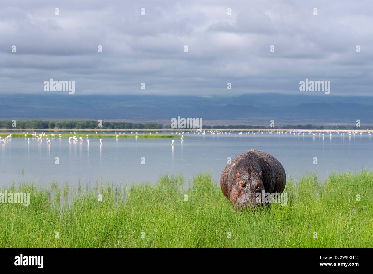 Hippopotame hors de l'eau dans le parc national d'Amboseli, Kenya, 5 juin 2023. (CTK photo/Ondrej Zaruba) Banque D'Images