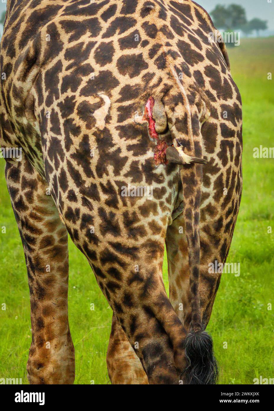 Les oiseaux au pic-bœuf à bec jaune mangent des insectes à cause de blessures à l'arrière d'une girafe Masaï mâle dans le parc national de Mikumi, en Tanzanie. Banque D'Images