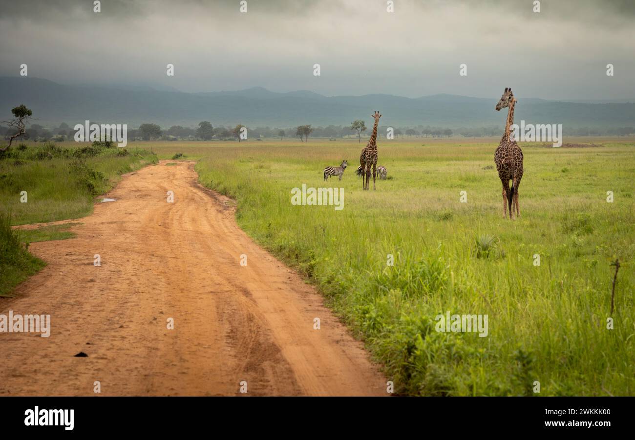 Girafe Masaï et zèbre des plaines dans le parc national de Mikumi dans le sud de la Tanzanie. La girafe Masaï est répertoriée comme étant menacée par l'UICN. Banque D'Images