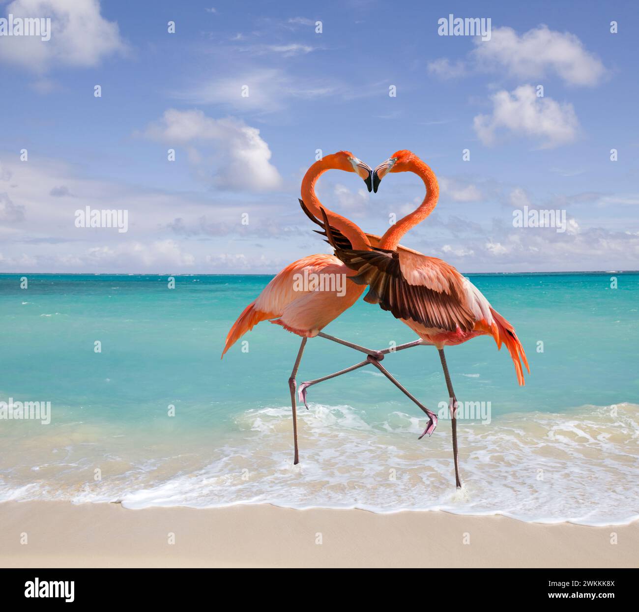 Deux flamants roses embrassent sur une plage avec leur cou formant une forme de coeur dans une image animale drôle sur l'amour, la romance et les relations. Banque D'Images