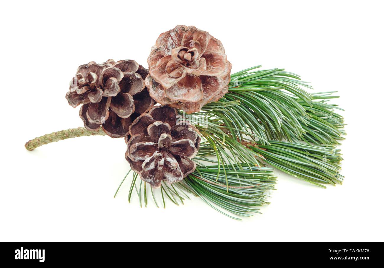 Festif hiver temps décoratif confortable dekor. décoration de vacances de fête d'hiver découpée pour la conception, arbre de pin vert branche avec cône. Banque D'Images