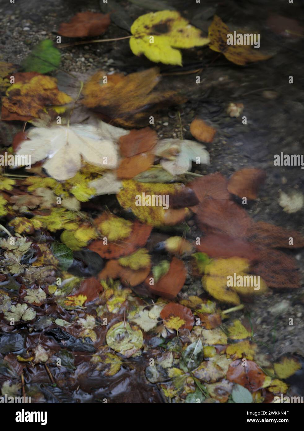 L'automne laisse nager au bord d'une rivière avec un flou de mouvement Banque D'Images