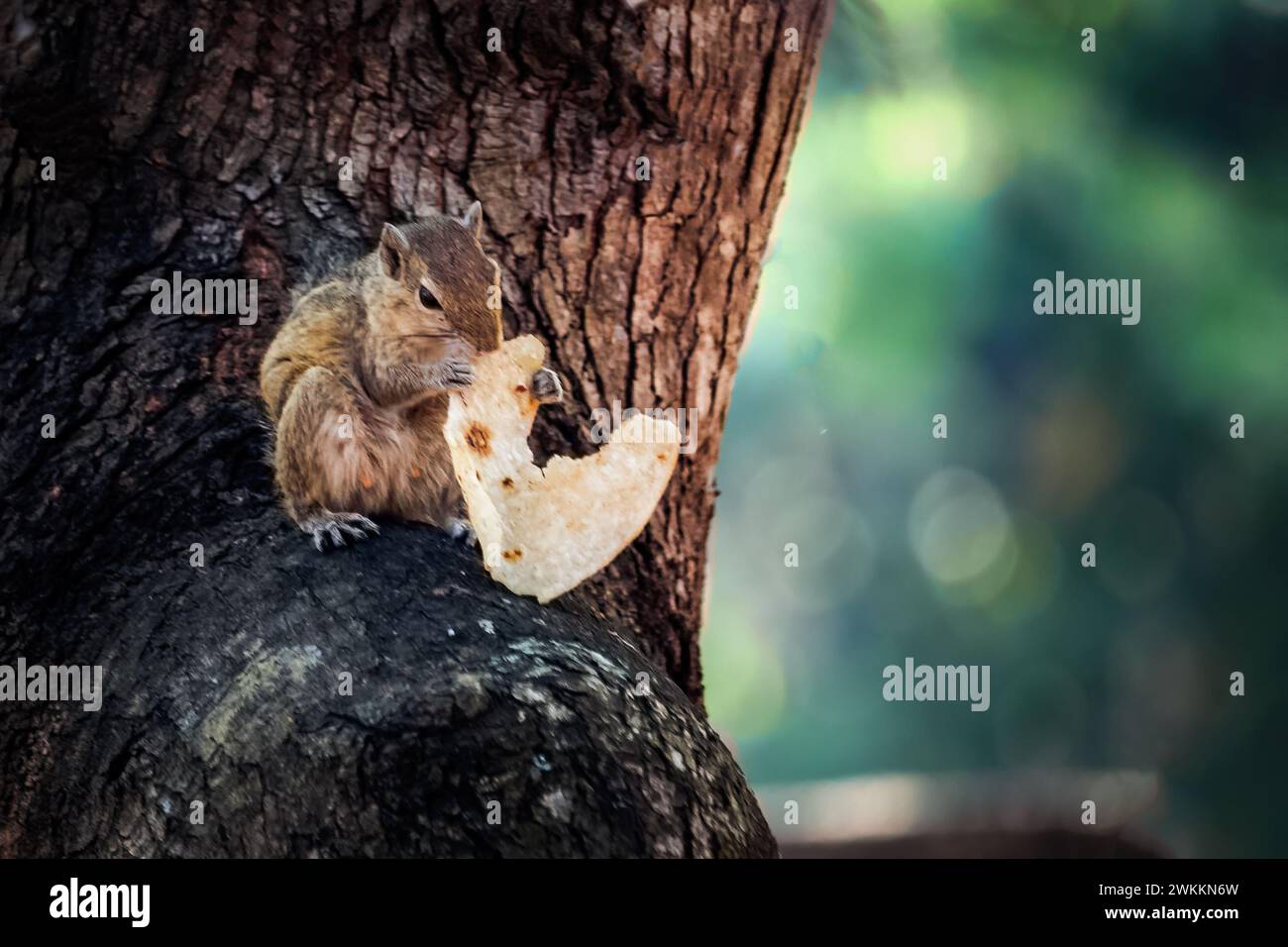 écureuil sur le dessus de l'arbre et manger de la nourriture rotti. Banque D'Images