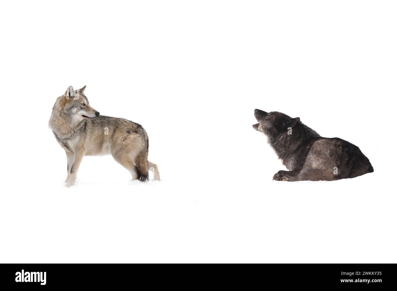 Deux loups isolés sur fond blanc. Banque D'Images