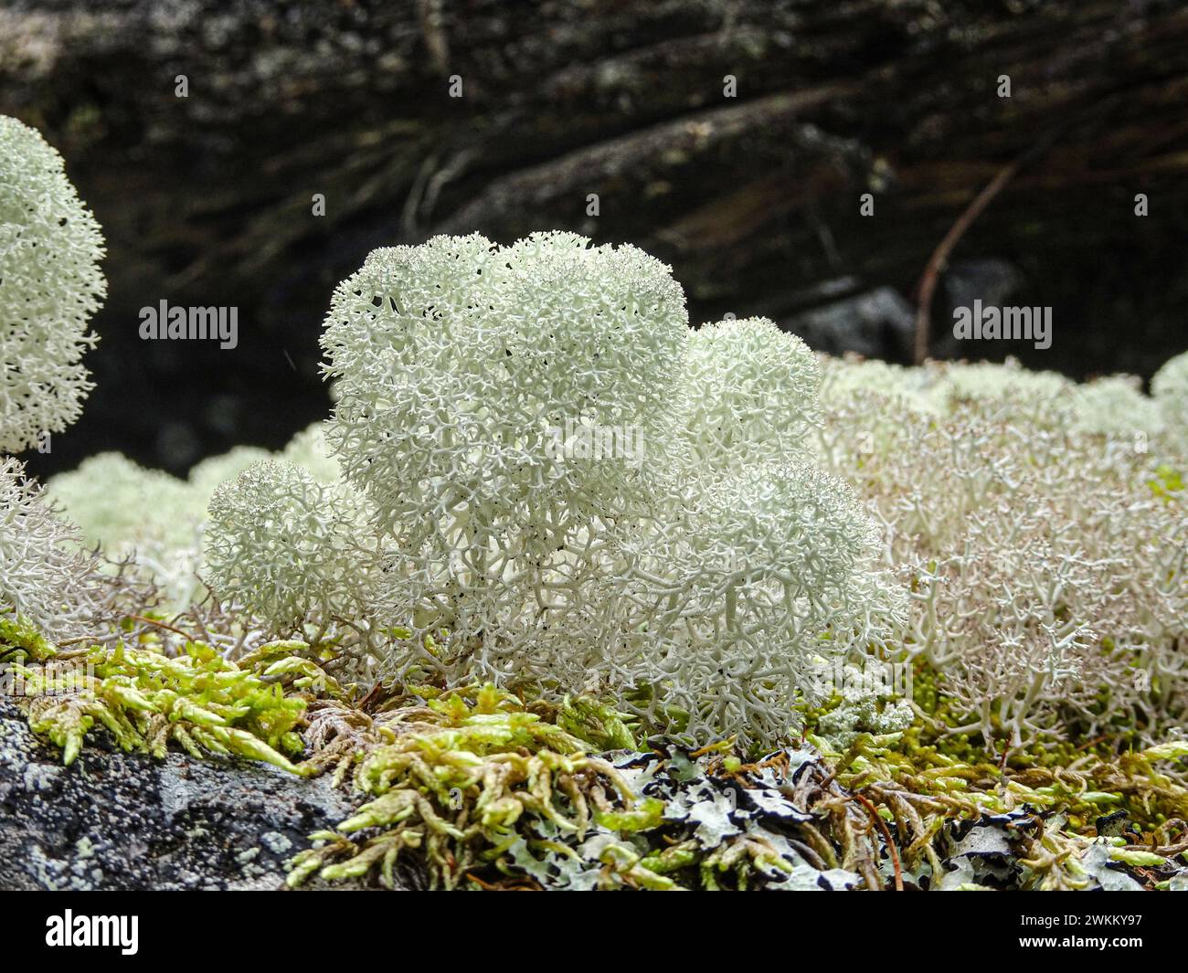 Lichen en coupe à pointe étoilée (Cladonia stellaris) sur des rochers dans les montagnes. Banque D'Images