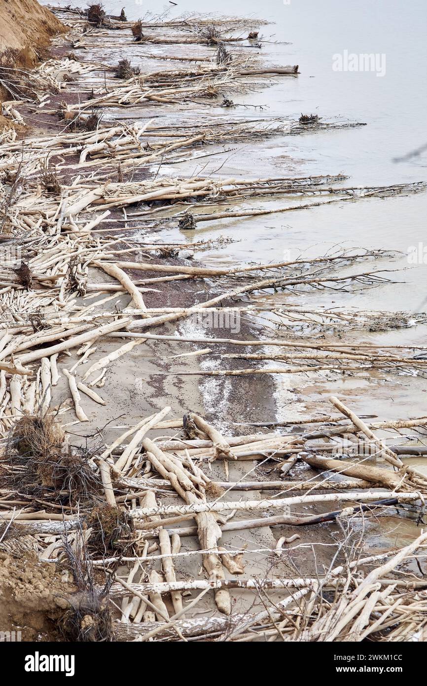 Les arbres tombés d'une falaise de sable se trouvent sur le bord de la mer. Beaucoup de bois flotté, destruction côtière. L'eau érode la côte. Paysage naturel hors saison. Sol Banque D'Images
