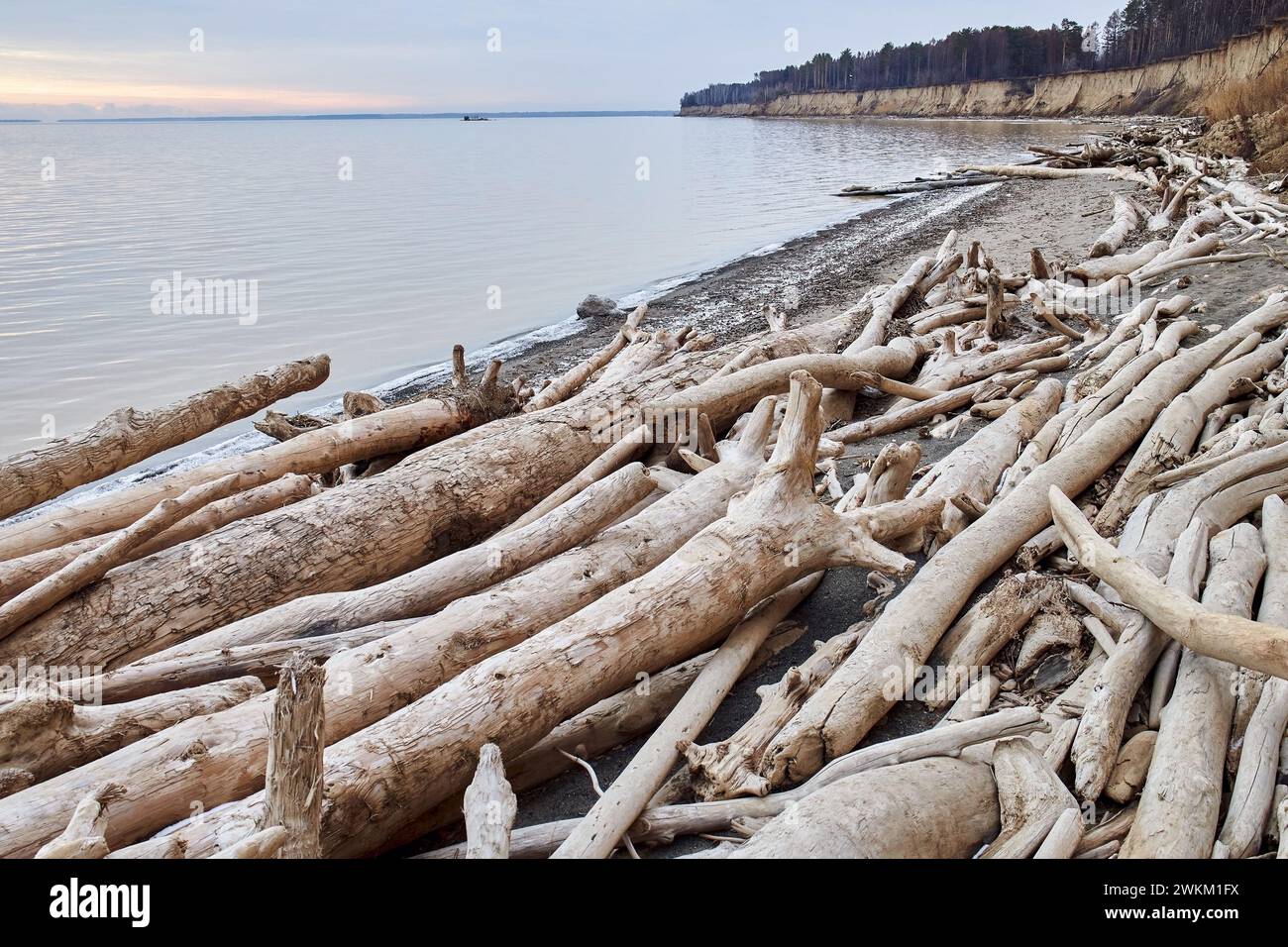 Les arbres tombés d'une falaise de sable se trouvent sur le bord de la mer. Beaucoup de bois flotté, destruction côtière. L'eau érode la côte. Paysage naturel hors saison. Sol Banque D'Images