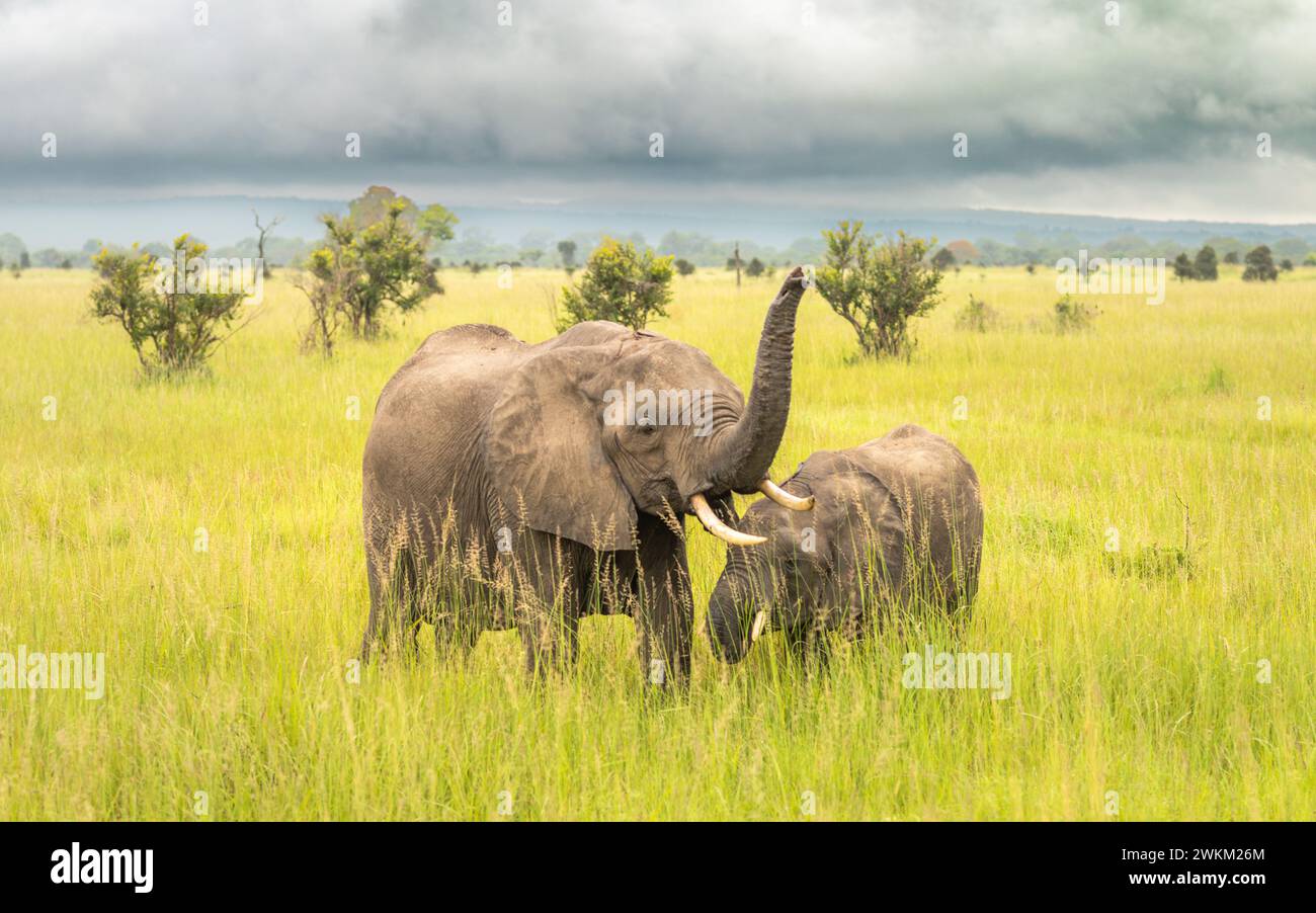 Une femelle éléphant de savane africaine (Loxodonta africana) et son veau dans le parc national de Mikumi en Tanzanie. L'UICN répertorie cet éléphant comme en voie de disparition Banque D'Images