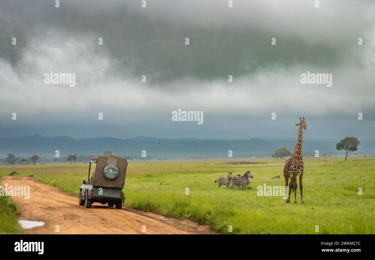 Une jeep touristique en safari s’arrête devant une girafe Masaï mâle et un groupe de zèbres des plaines dans le parc national de Mikumi, dans le sud de la Tanzanie. Banque D'Images