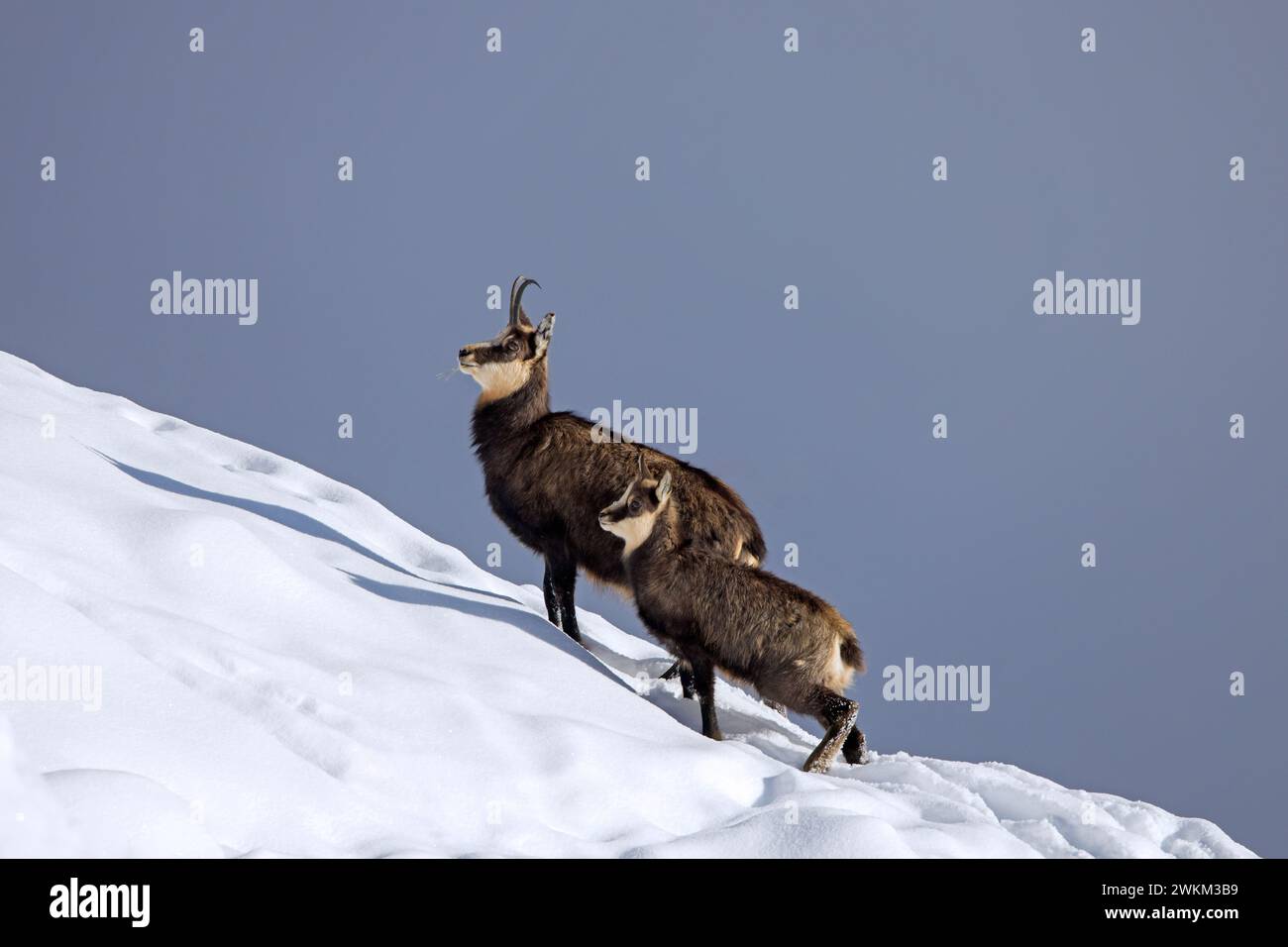 Chamois alpin (Rupicapra rupicapra) femelle avec enfant / jeune butinant dans la neige en hiver dans les Alpes européennes Banque D'Images