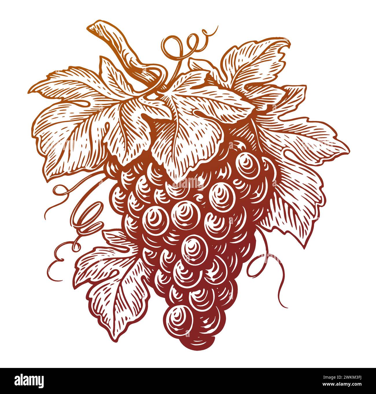 Branche de raisin avec des feuilles et des baies. Dessin à la main vigne dans le style de gravure vintage. Illustration vectorielle d'esquisse Illustration de Vecteur
