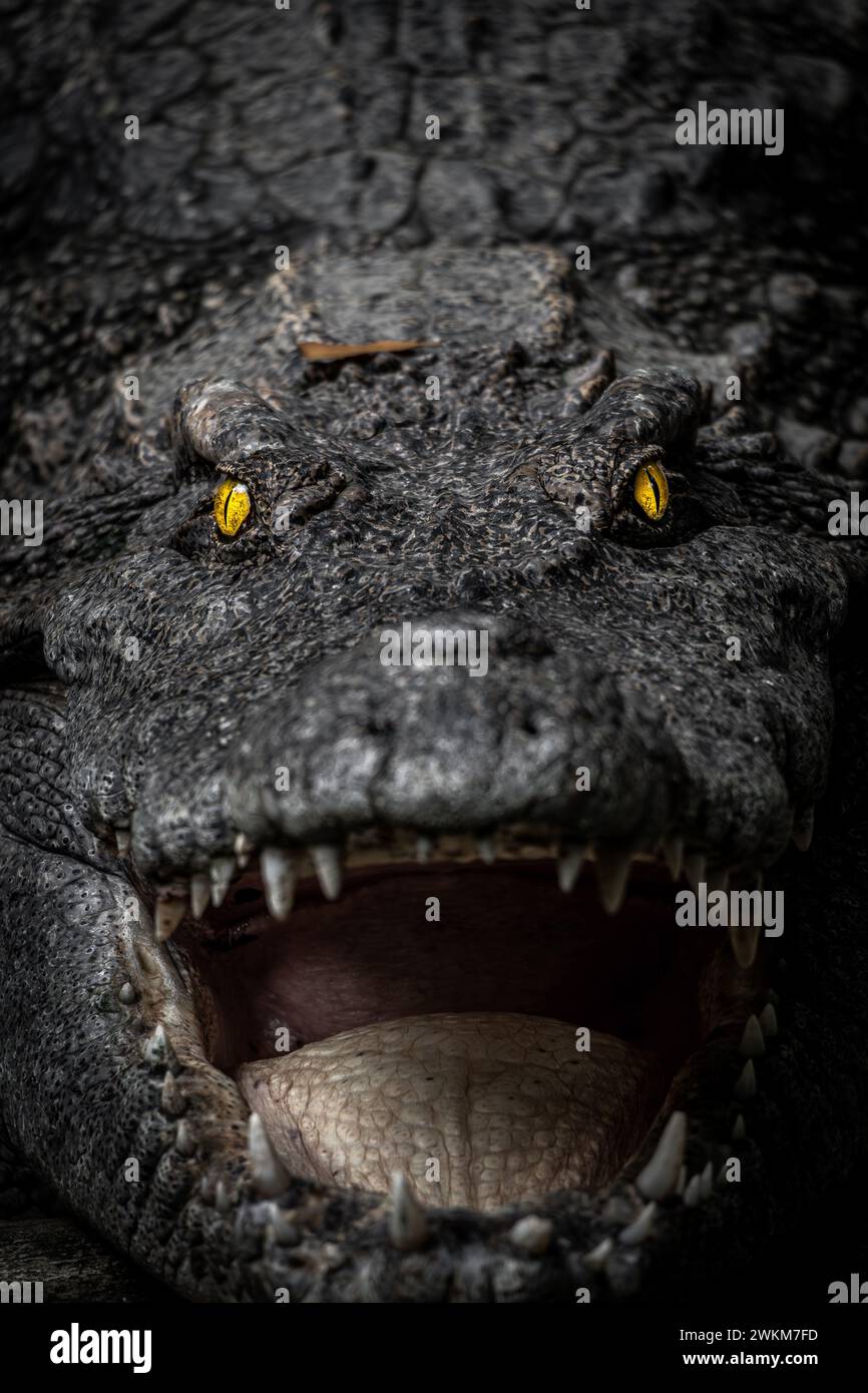 Un crocodile en colère aux yeux brillants dans le noir Banque D'Images